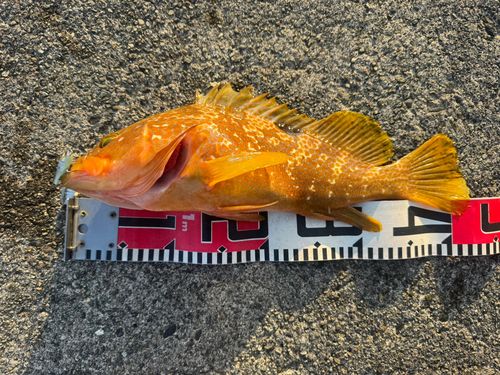 キジハタの釣果