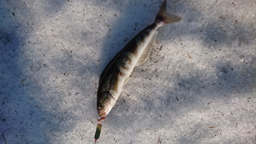 ホッケの釣果