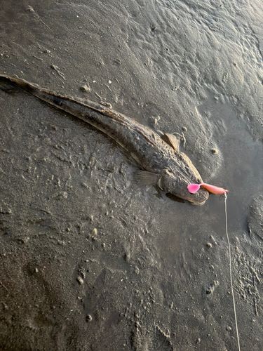 マゴチの釣果