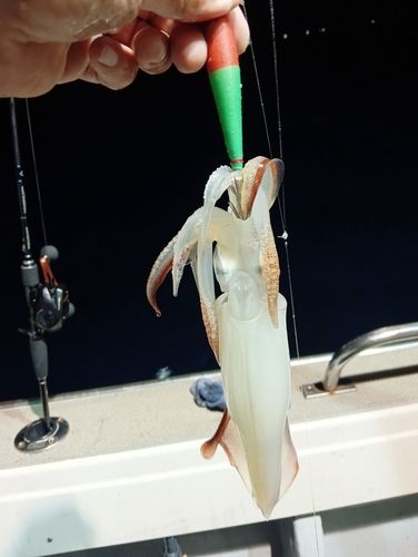 ケンサキイカの釣果