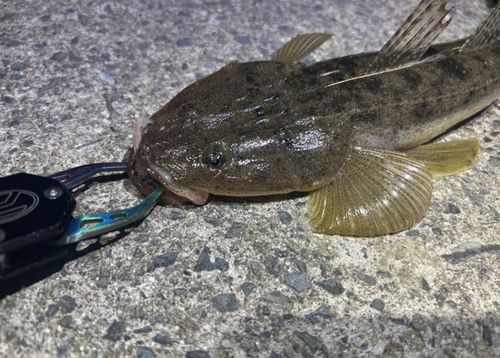 マゴチの釣果