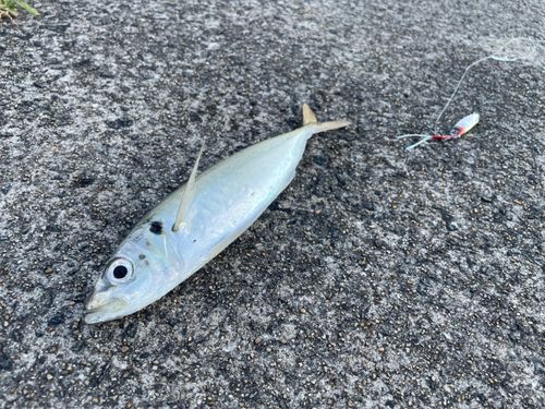 マルアジの釣果