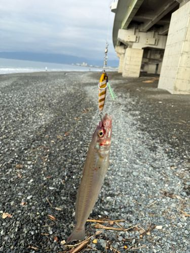 キスの釣果