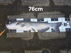 アメリカナマズの釣果