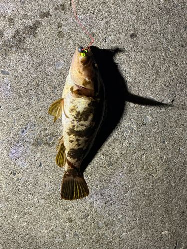 ベッコウゾイの釣果