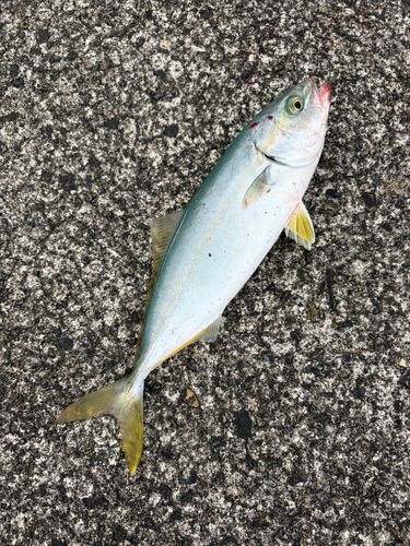 ワカシの釣果