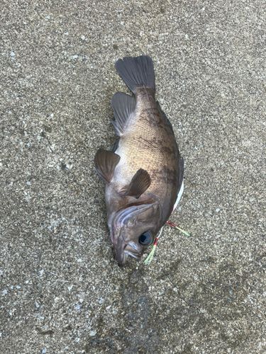シロメバルの釣果