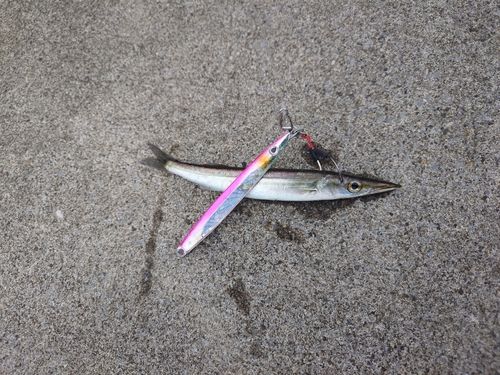 カマスの釣果