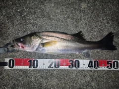 シーバスの釣果