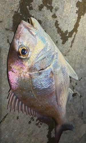 マダイの釣果