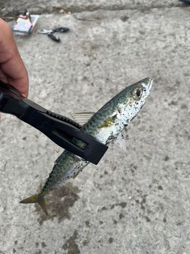 サバの釣果