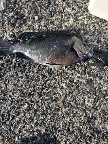 グレの釣果