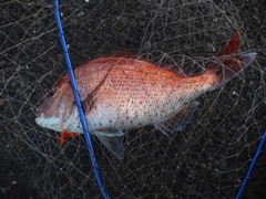マダイの釣果