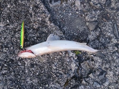 エソの釣果