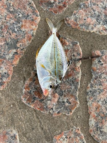 ヒイラギの釣果