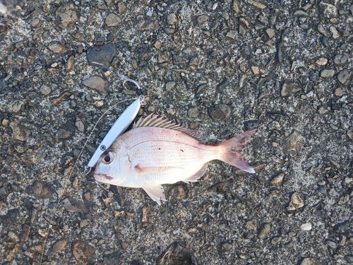 チャリコの釣果