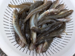 マハゼの釣果