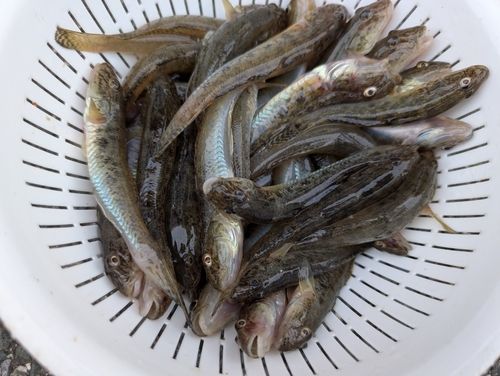 マハゼの釣果