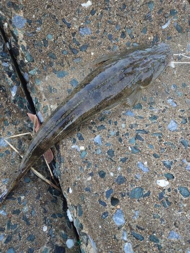 マゴチの釣果