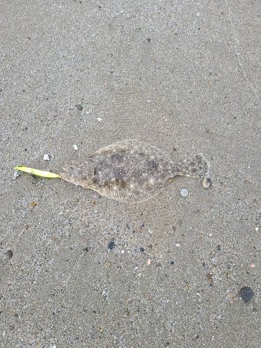 ヒラメの釣果