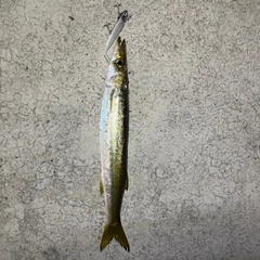 アカカマスの釣果
