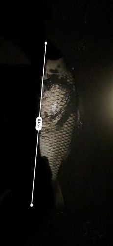 コイの釣果