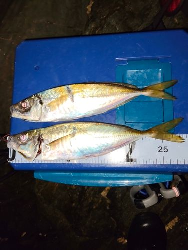 アジの釣果
