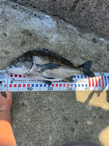 チヌの釣果