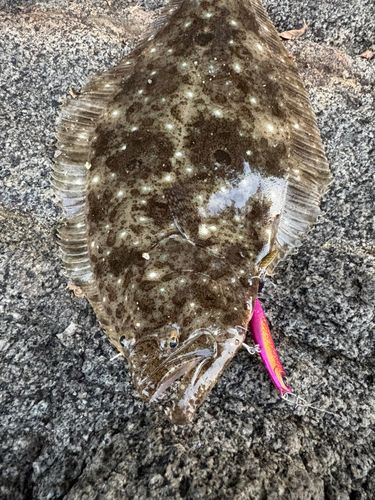 ヒラメの釣果