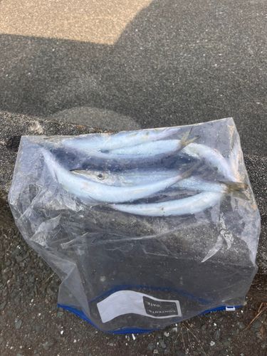 カマスの釣果