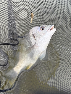 キビレの釣果