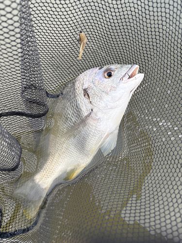 キビレの釣果