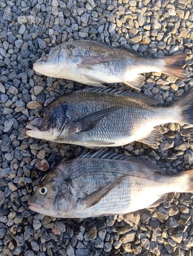 クロダイの釣果