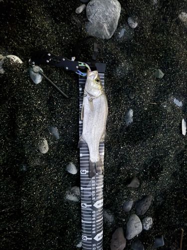 フッコ（ヒラスズキ）の釣果