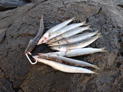 カマスの釣果