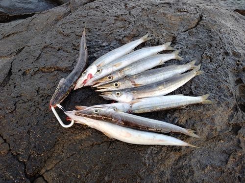 カマスの釣果