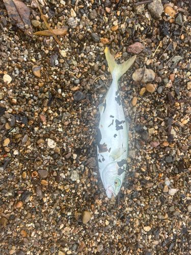 ワカシの釣果