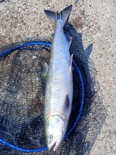 アメマスの釣果