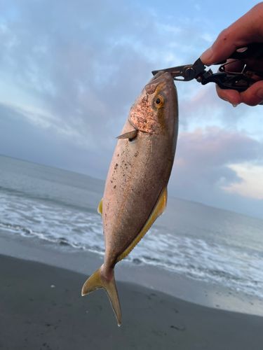 カンパチの釣果
