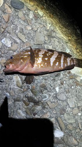アコウの釣果