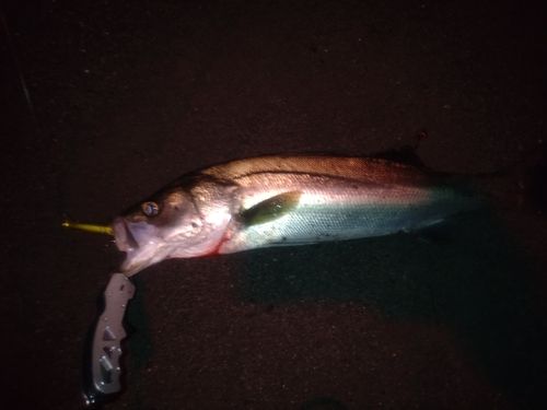 スズキの釣果