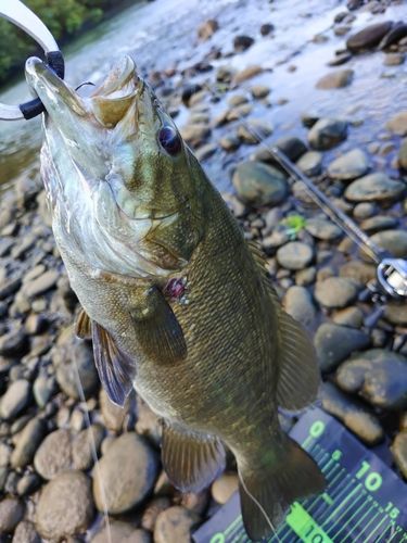 スモールマウスバスの釣果