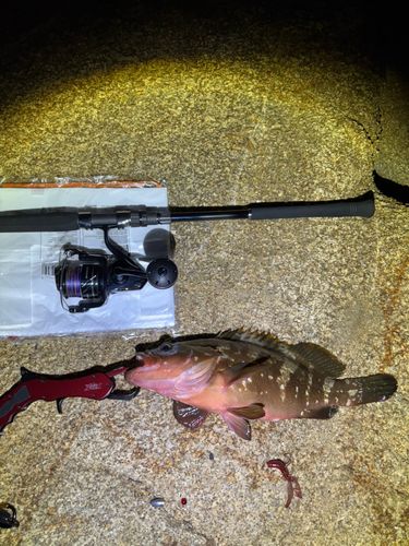 アコウの釣果