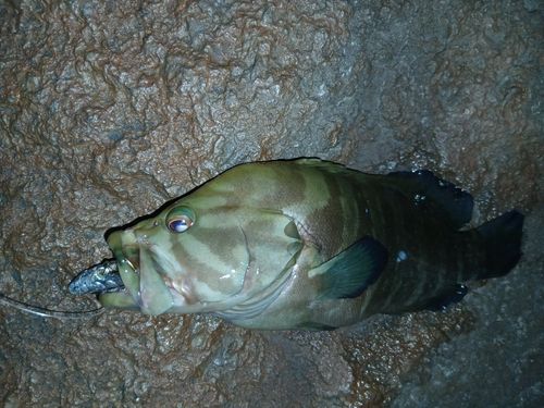 ヤミハタの釣果