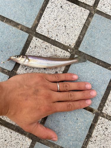 キスの釣果