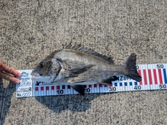チヌの釣果