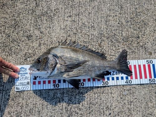 チヌの釣果