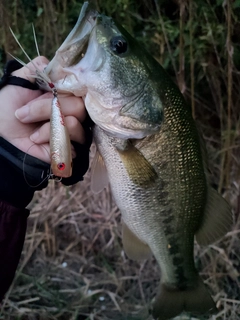 ラージマウスバスの釣果