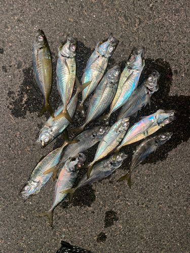 アジの釣果