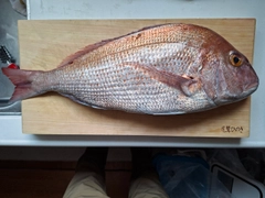 タイの釣果